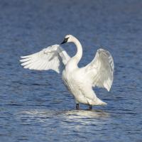 A Trumpeter Swan with spread wings