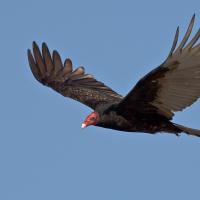 Turkey Vulture soaring with characteristic "V" wings