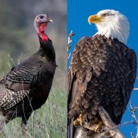 Wild Turkey and Bald Eagle