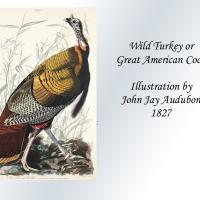 Wild Turkey original illustration by John Jay Audubon
