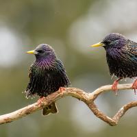 Two European Starlings perched on slender branch
