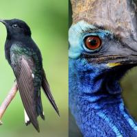 Combined photo showing a Black Jacobin hummingbird and closeup of a Cassowary