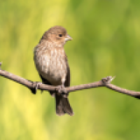 House Finch