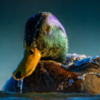 Mallard Duck