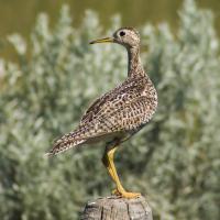Upland Sandpiper