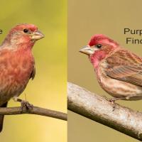 Photo comparing a House Finch on the left and a Purple Finch on the right
