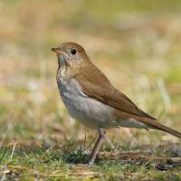 A Veery standing in left profile on grassy ground in sunlight