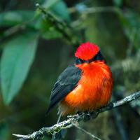 Male Vermilion Flycatcher, resting on a branch amidst greenery and glowing like a jewel.
