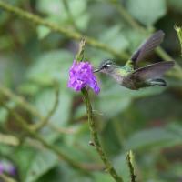 Violet-crowned Hummingbird chooses a bright purple flower against a vibrant green background