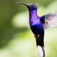 Violet Sabre-wing hummingbird hovering mid-air, showing long curved bill and iridescent purple throat and chest