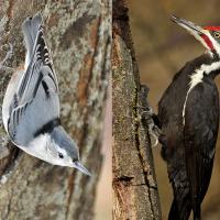 White-breasted Nuthatch and Pileated Woodpecker