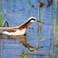 A female Wilson's Phalarope foraging in wetlands scene, her brown, grey, and white plumage reflected in the blue water. Her long neck is stretched forward, with a black stripe running up to her eye, while her long black beak leads the way.