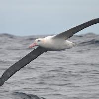 Wandering Albatross flying low over the water, it's long gray wings stretched out, white body held horizontal, pink beak