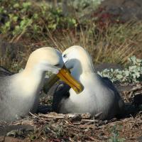Pair of Waved Albatross, one sitting at nest, their beaks/heads touching, at Espanola, Galapagos