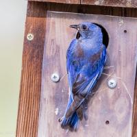 Western Bluebird at nest box