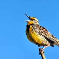 Western Meadowlark singing in sunlight with clear blue sky in background