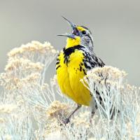 Western Meadowlark singing