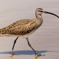 Whimbrel walking on sand