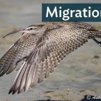 A Whimbrel in flight