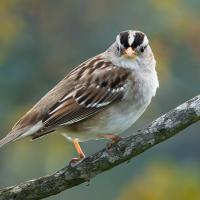 White-crowned Sparrow looking at the viewer