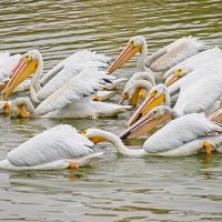 A group of White Pelicans feeding at a lake