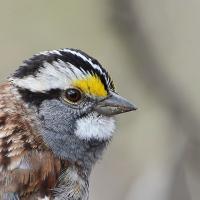 White-throated Sparrow in closeup, right profile, showing black stripes on head, yellow patch near dark eye, and white path beneath its beak.
