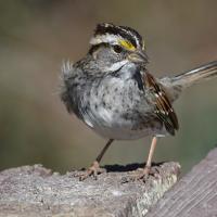 A White-throated Sparrow stands on brick work in sunlight, its white throat patch and white face stripe gleaming in sunlight