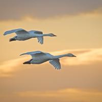 Two white Whooper Swans flying against a golden, cloudy sky.