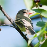 A juvenile Willow Flycatcher perched amidst greenery in partial sunlight