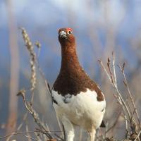 A male Willow Ptarmigan standing and looking forward, his brown head and neck feathers changing to white over his chest and legs. He has bright reddish patches (“combs”) above his eyes giving him a dramatic almost startled look. Silly Willow Ptarmigan!