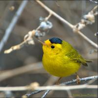 Wilson's Warbler showing its bright yellow chest and face with black "cap" coloration on its head