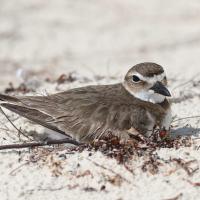 Wilson's Plover on a nest on a beach