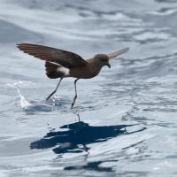 A Wilson's Storm Petrel hovering above the water surface with its feet touching the water