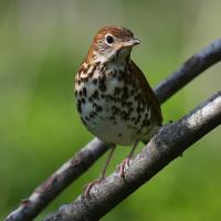 Wood Thrush faces the viewer, its head turned to its left while perched on a branch in filtered sunlight. 
