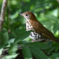 A Wood Thrush lit by filtered light as it perches amidst dense greenery
