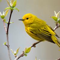 A bright yellow bird with black eyes and short sharp black beak sits on a narrow branch with new leaves showing.
