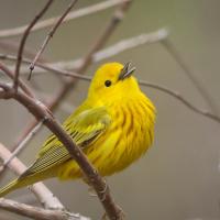 Yellow Warbler singing, and showing bright yellow body with vertical rust colored stripes