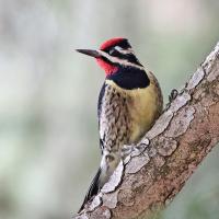 Male Yellow-bellied Sapsucker perched on diagonal branch, looking over his right shoulder