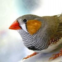 Zebra Finch facing the viewer, showing its gold-orange cheek feathers, bright red beak and softly black and white striped breast