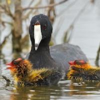 American Coot