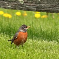 American Robin standing in sunny grass