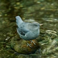 American Dipper standing in a slow stream.