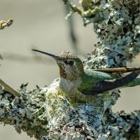 Hummingbird sitting on its tiny nest built of plant material held together with spider's silk