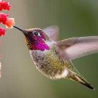 Anna's Hummingbird hovering while feeding