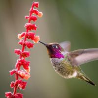 Anna's Hummingbird drinking nectar from flower