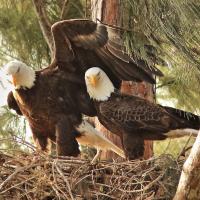 Pair of Bald Eagles in nest