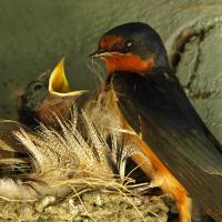 Barn Swallow at nest with hungry chicks. The Barn Swallow parent has a dark blue back and reddish-orange throat, and one Barn Swallow chick has its yellow beak open, while the other Barn Swallow chick has beak closed, showing the yellow "gape" around its beak.