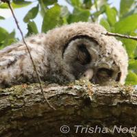 Barred Owlet napping on a branch