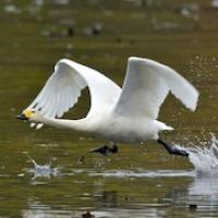 Bewick's Tundra Swan