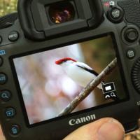 Bird photo on digital camera screen